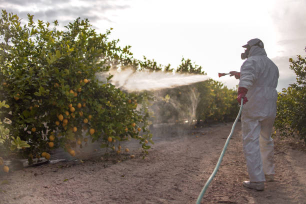 Best Termite Control Services  in Ferndale, MI