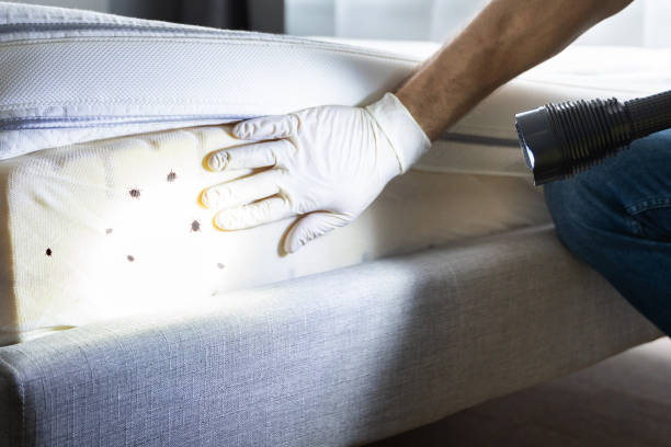 Best Best Pest Control Near Me  in Ferndale, MI