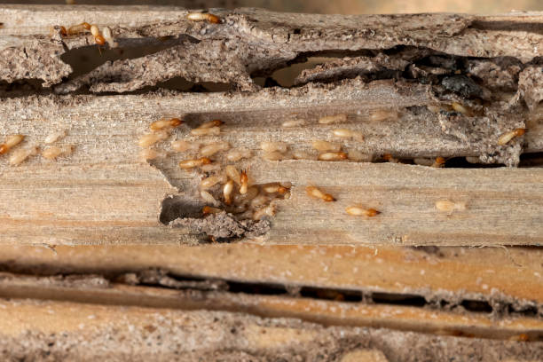 Best Bed Bug Extermination  in Ferndale, MI